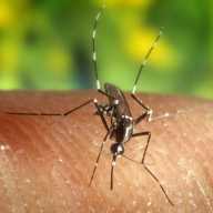 19 muestras de mosquitos en Suffolk dan positivo al virus del Nilo Occidental
