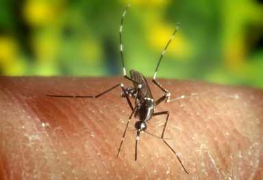 19 muestras de mosquitos en Suffolk dan positivo al virus del Nilo Occidental