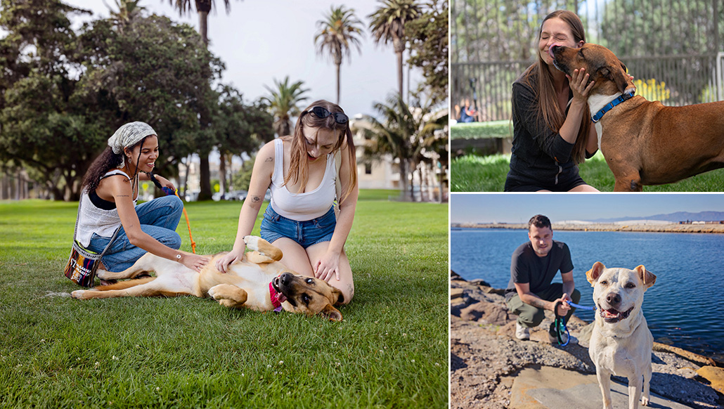 Celebran el “Día del Compañero de Aventuras”: el Perro listo para adoptar