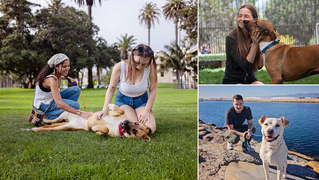 Celebran el “Día del Compañero de Aventuras”: el Perro listo para adoptar