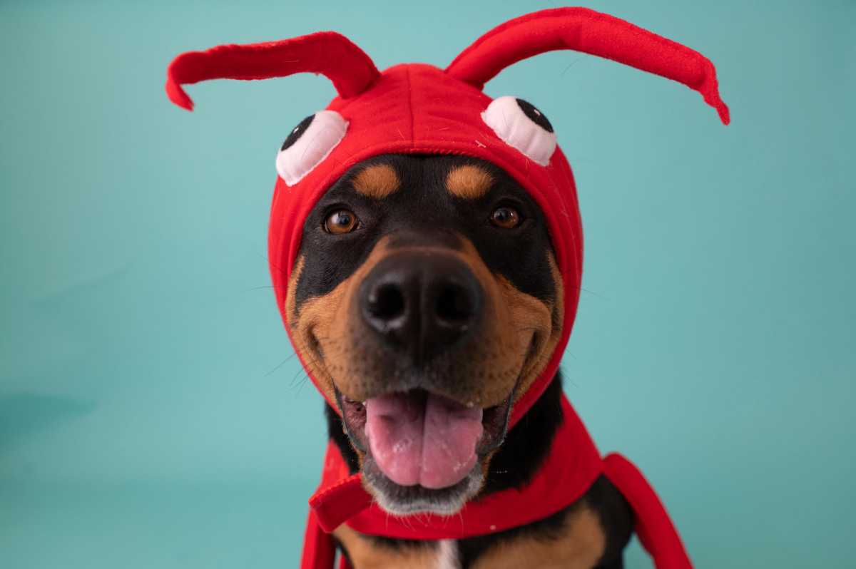¿Cómo crear una temporada de Halloween segura para tus mascotas?