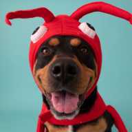 ¿Cómo crear una temporada de Halloween segura para tus mascotas?