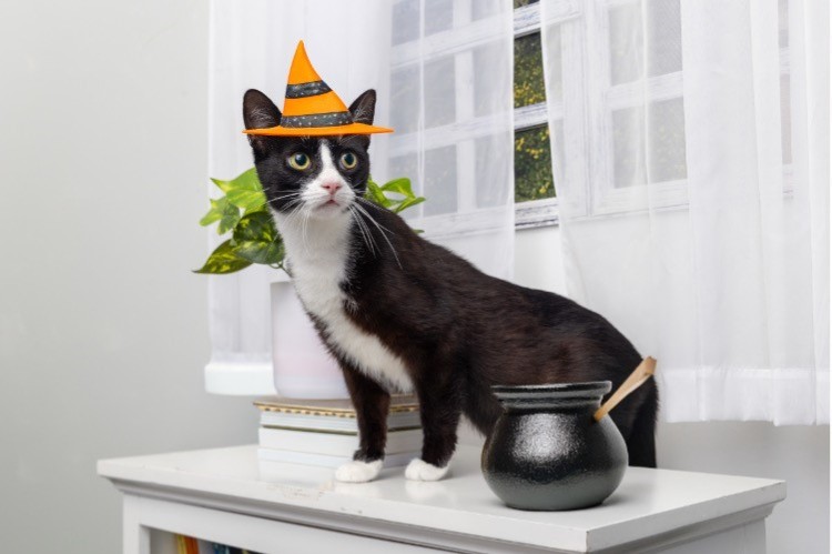 ¿Cómo crear una temporada de Halloween segura para tus mascotas?