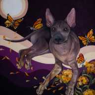 Xoloitzcuintle